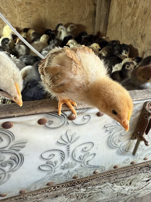 Үй тауықтарының балапандары.