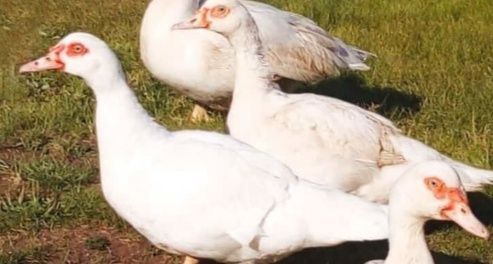 Индоуточки белые