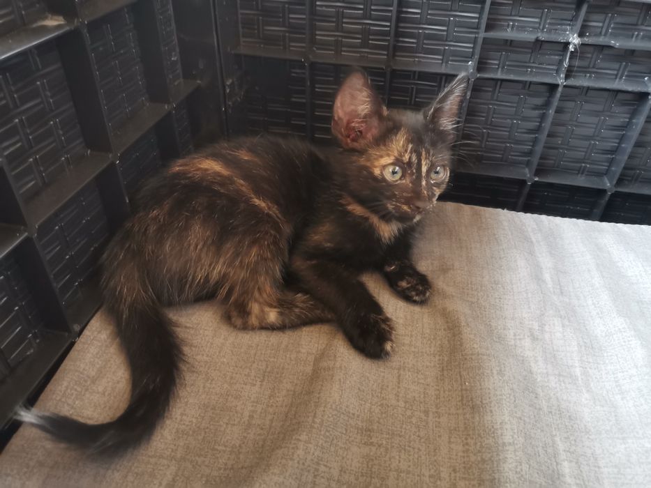 4 pisicuțe spre adopție
