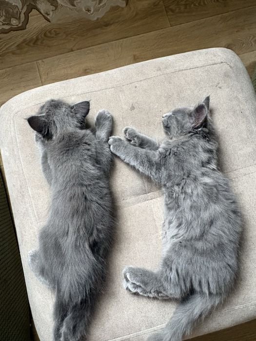 Отдам котят в добрые руки