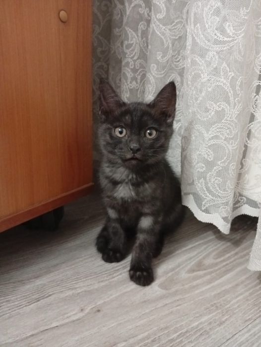 Отдам котят в добрые руки