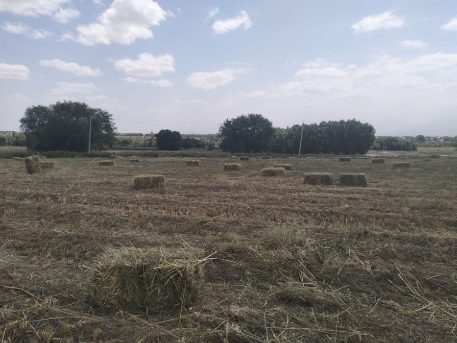 Сено разнотравье
