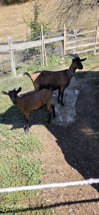 Ieduță alpin francez