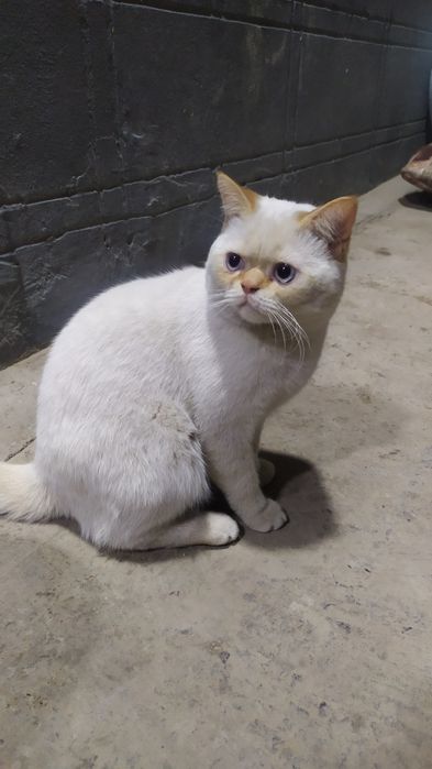 Продаю,Кошка игривый, окрас белый, парода  red point, мальчик