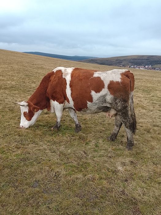 Vacă  de  vânzare