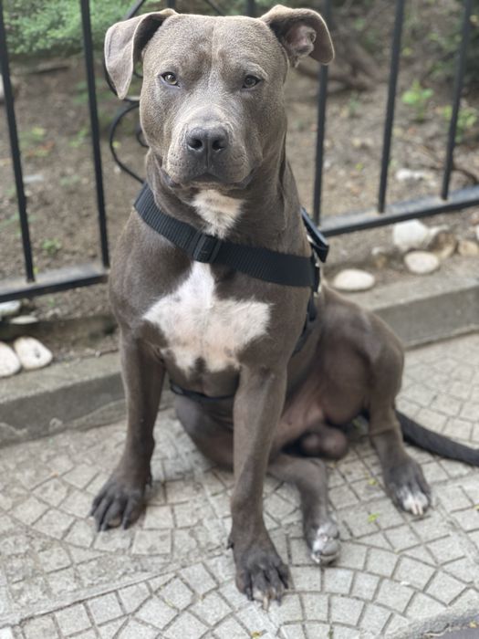 Америкаски стаффордширски териерчета