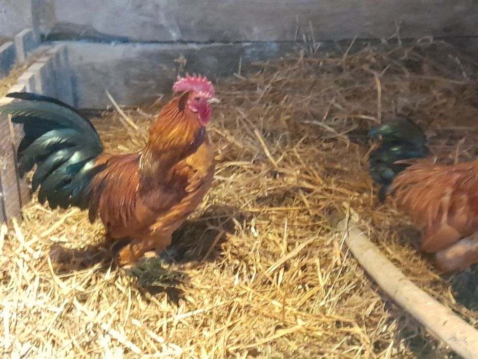 De vânzare doar cocosi și rățoi!