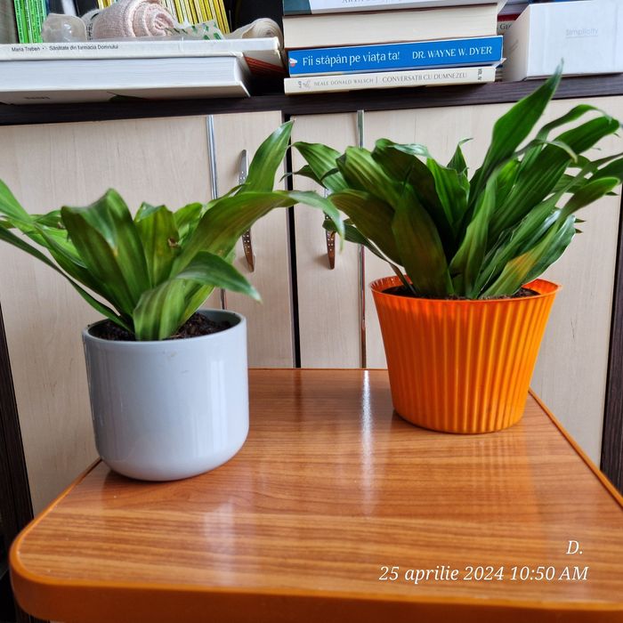 Plante verzi Dracaena