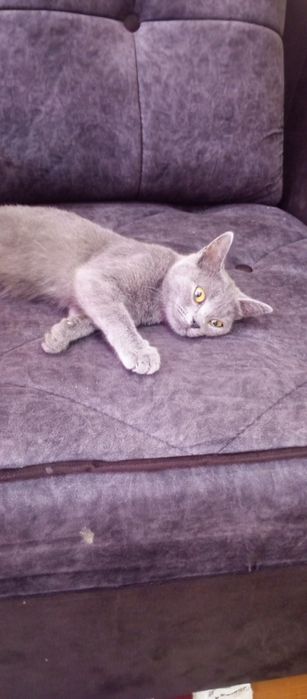 Мушук сотилади британский киз бола