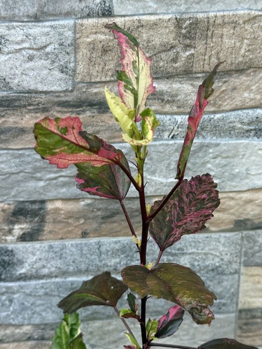 Хибискус (Hibiscus 'Cooperi')