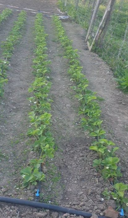 Stoloni/răsad căpșuni