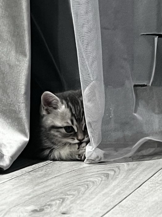 Продам котенка  Скотиш страйт