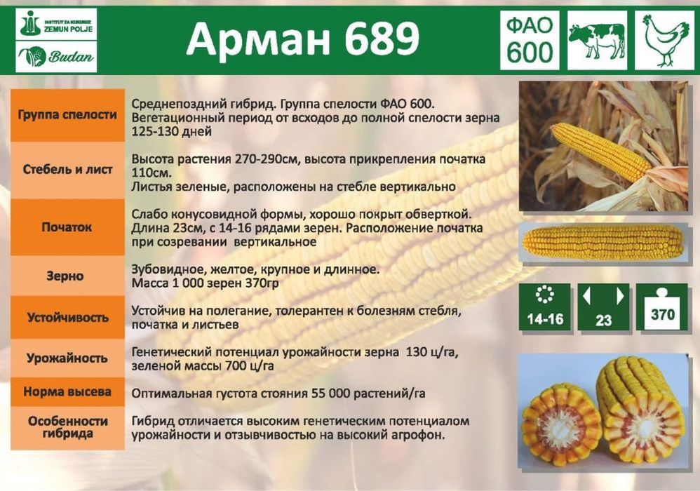 Семёна кукурузы Арман 689 и Сункар 779