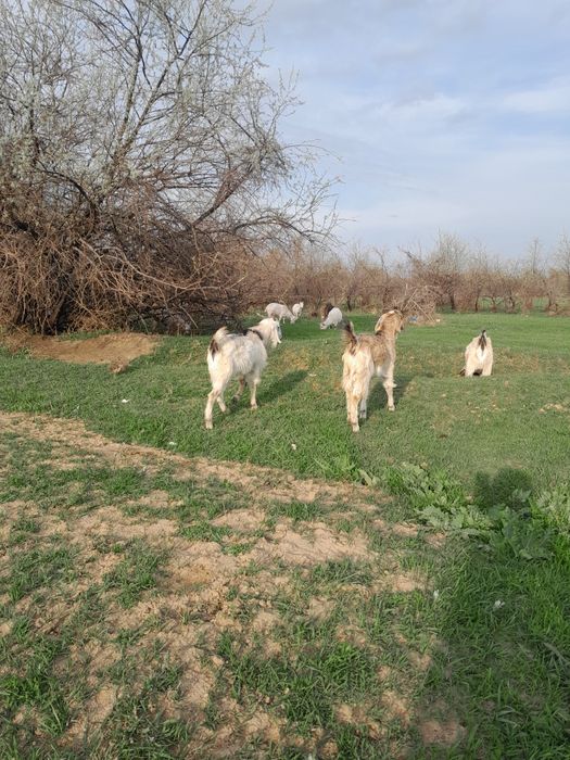 3 бас Ешкі сатылады