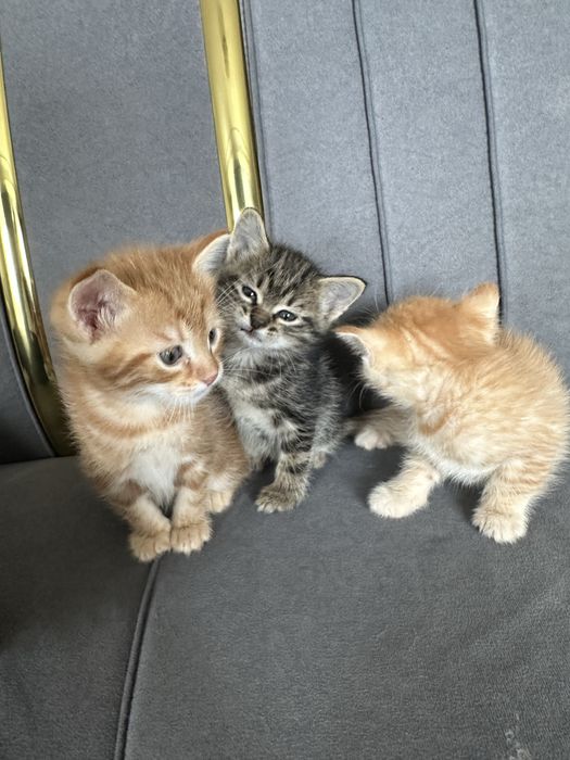 Отдам даром котят