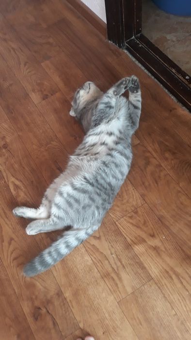 Вязка, кот Котя скотиш фолд