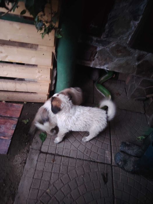Donez trei cateluse
