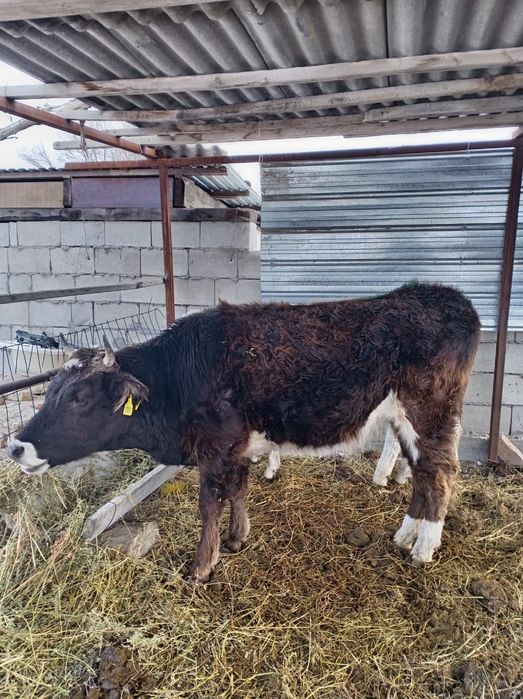 Продам бычка возраст 1.4 продам телку возраст 1.7 цена за двоих 900000