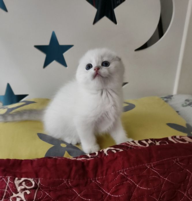 Продаётся чистокровный шотландский котёнок скоттиш фолд мальчик