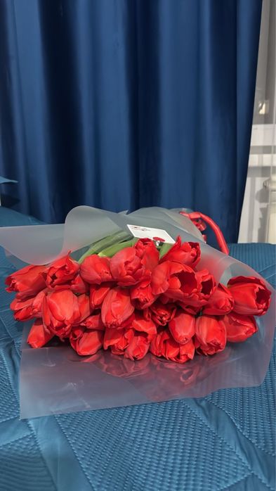 Свежый 41 штук тюльпан