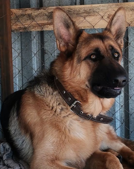 Продам щенков немецкой овчарки