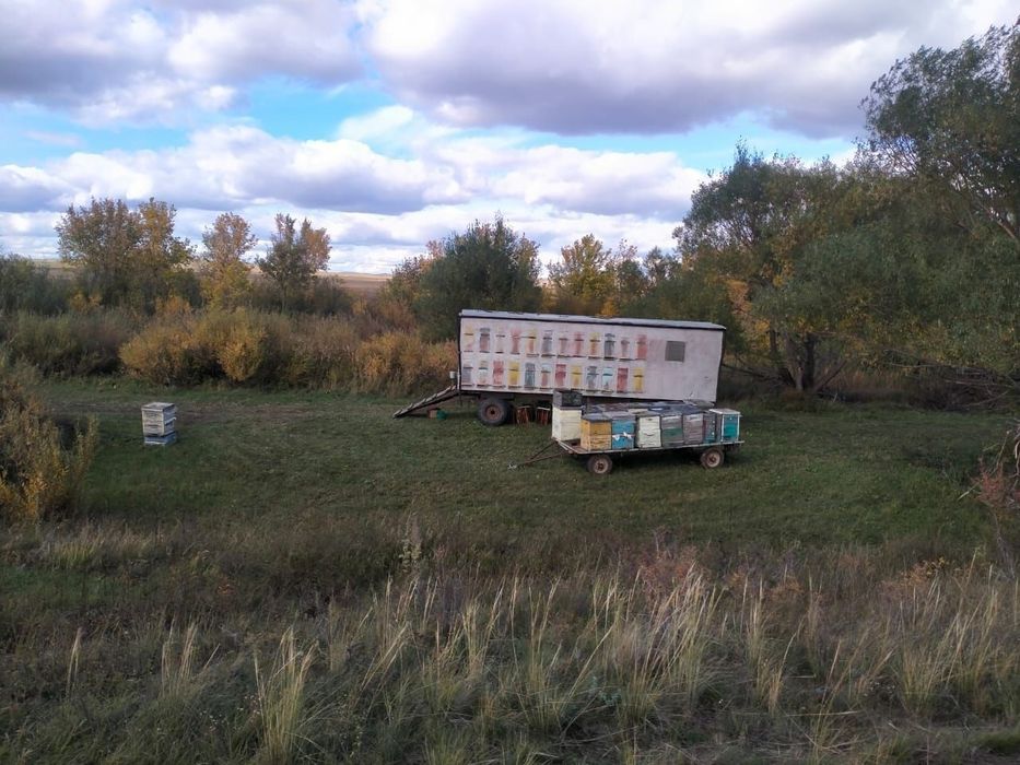 Натуральный мёд с личной пасеки