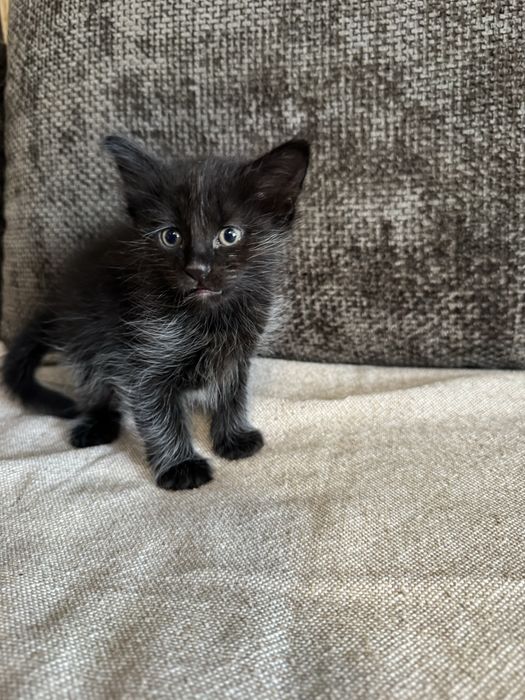 Подарявам котенца