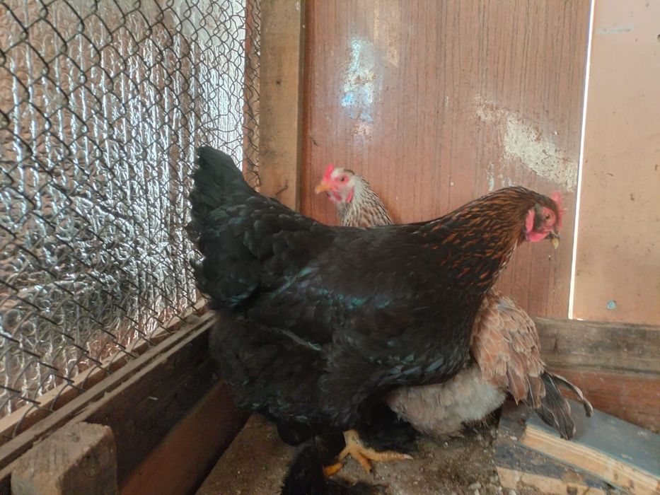 Продаются куры брама