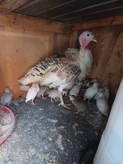 Vând pui de bibilică  patru  culori de 5 zile am 30 de pui de bibilica  frumoși și sănătoși  bibilicile sînt rasa semi  grea  bibeloi au 3-4 kg  .