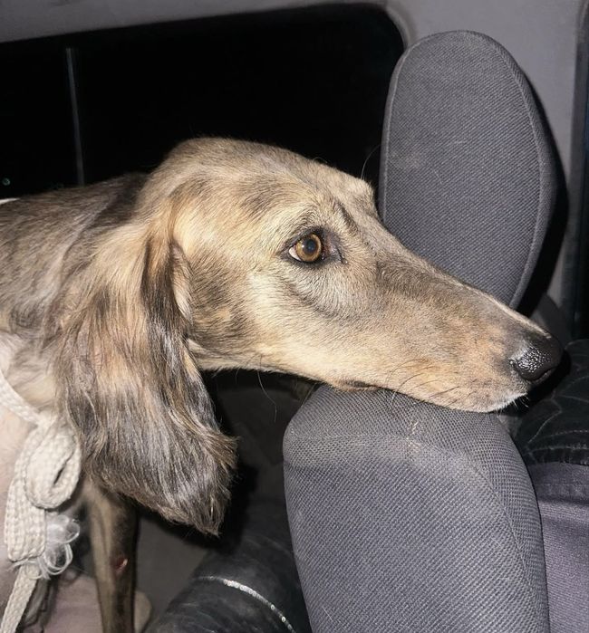 Тазы 2 жаста ауызданган