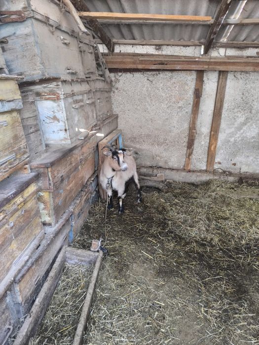 Ешкы сатылады срочно