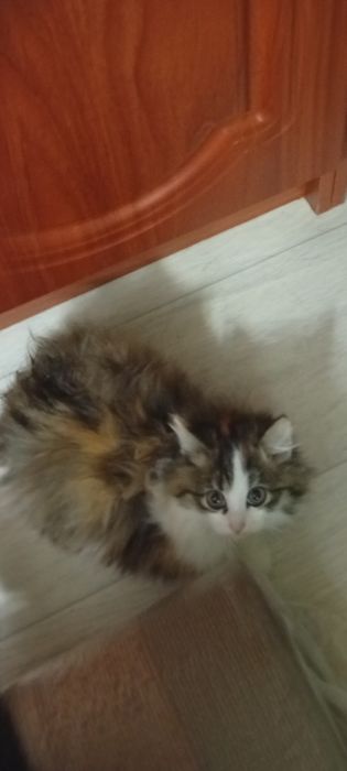 Бесплатно отдам пушистого