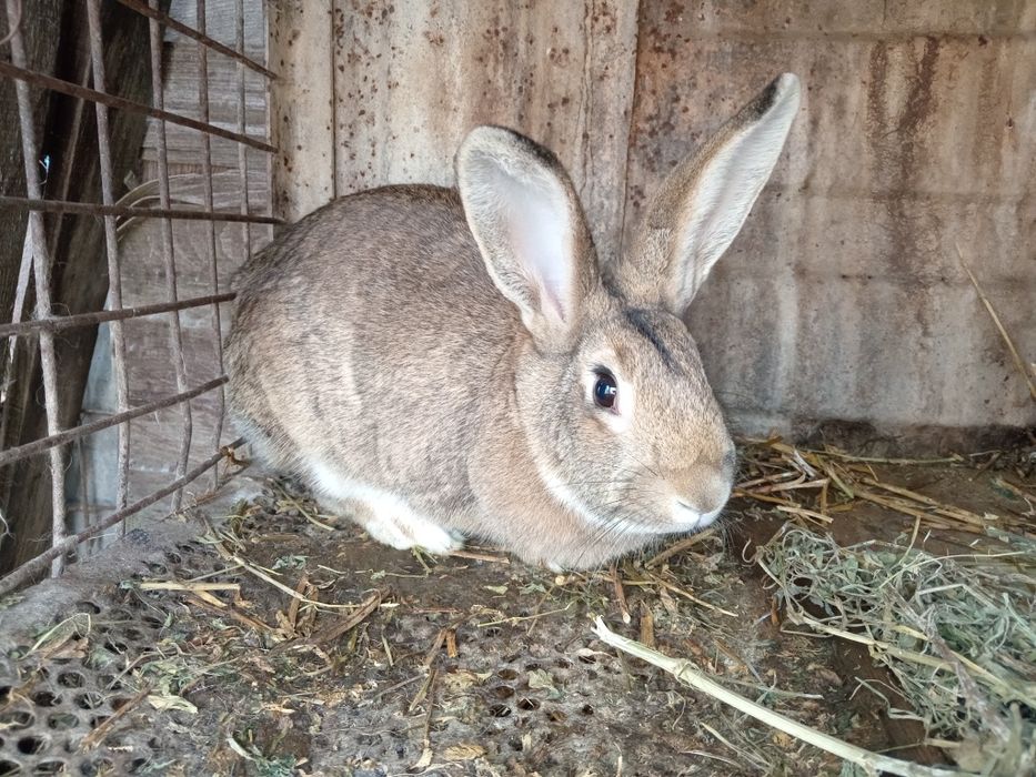 3 iepuroaice de vânzare