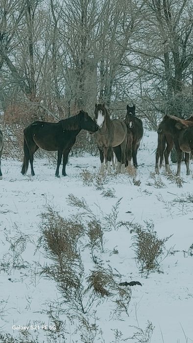 6жасар айғыр үйір ұстауға