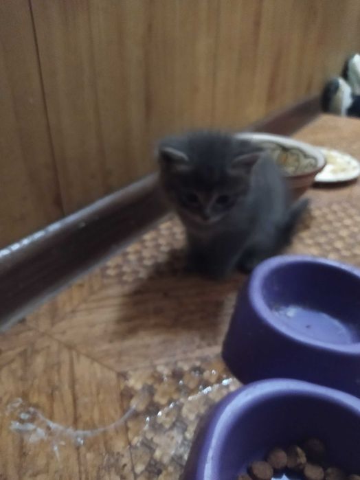 Котята в подарок