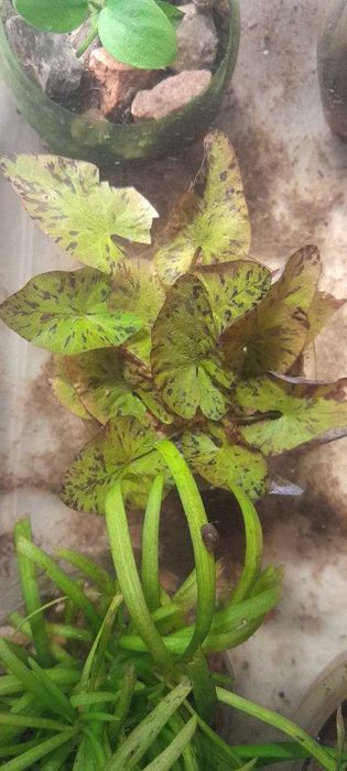 аквариумные растения