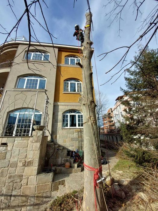 кастрим и оформяме дървете, режем опасни дървета арборист