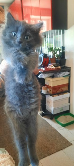 Красивые котята.