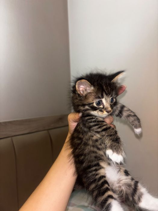 отдам котят в хорошие руки