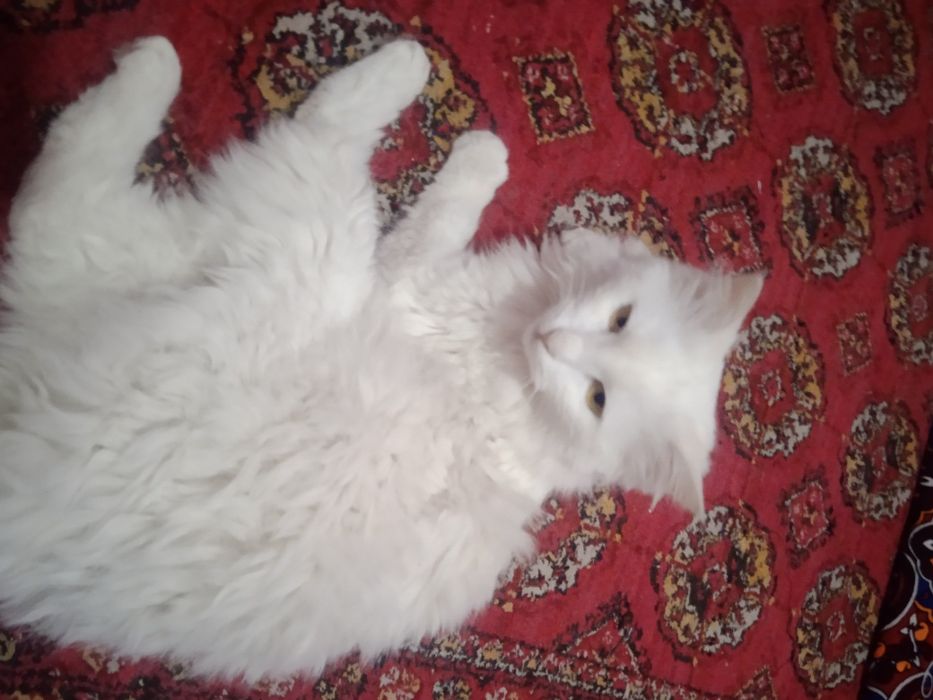 Turk Angora erkak sogʻlom