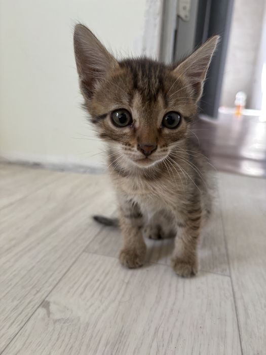 Милые котята в добрые руки — 3 девочки