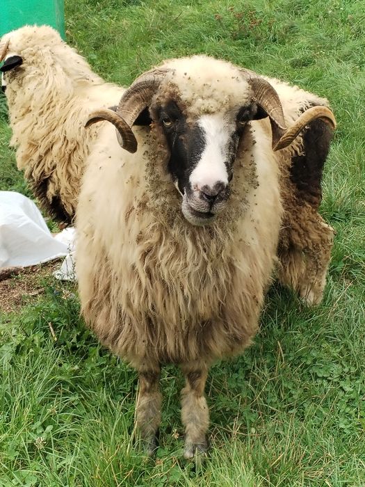 Vând mior și berbecuți