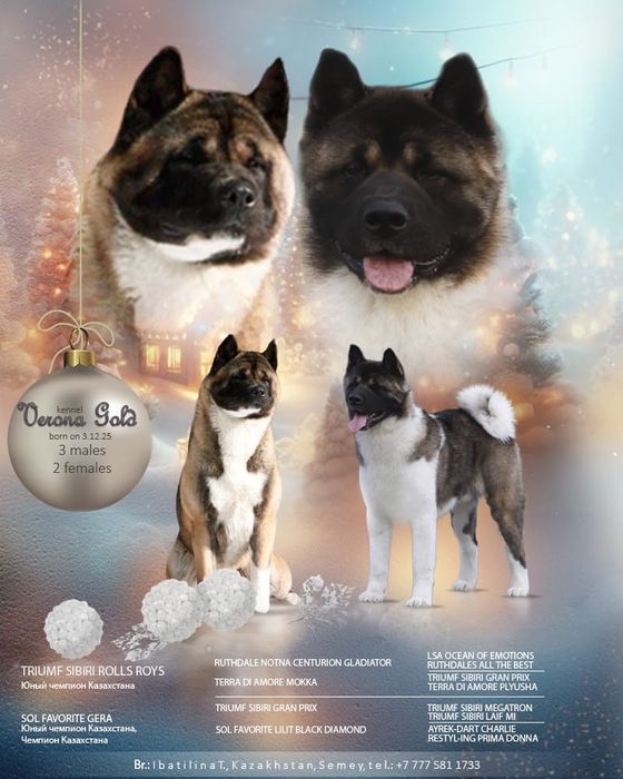 Щенки Американской Акиты