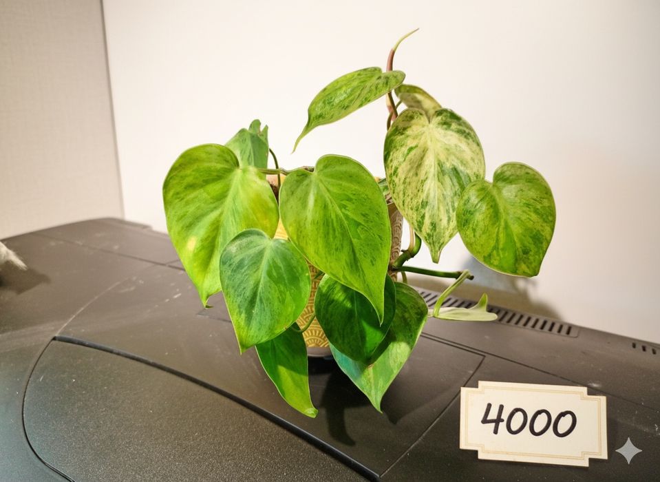 Продам комнатные растения