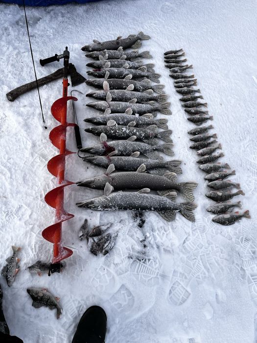 продается свежая рыба щука !!!