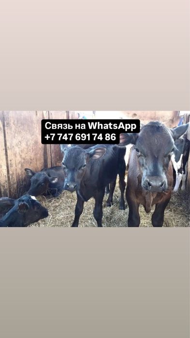 Бычки Телята Симентал Ангус ‘ КРС