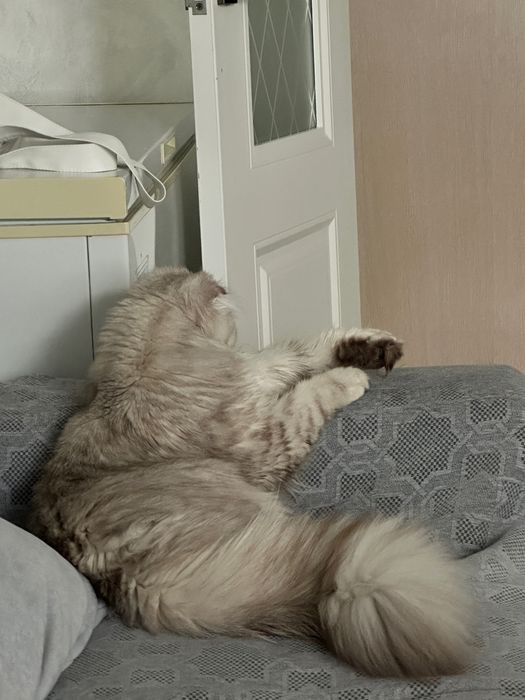 Шотландский вислоухий