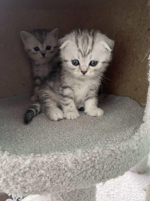 Котята шотландской породы