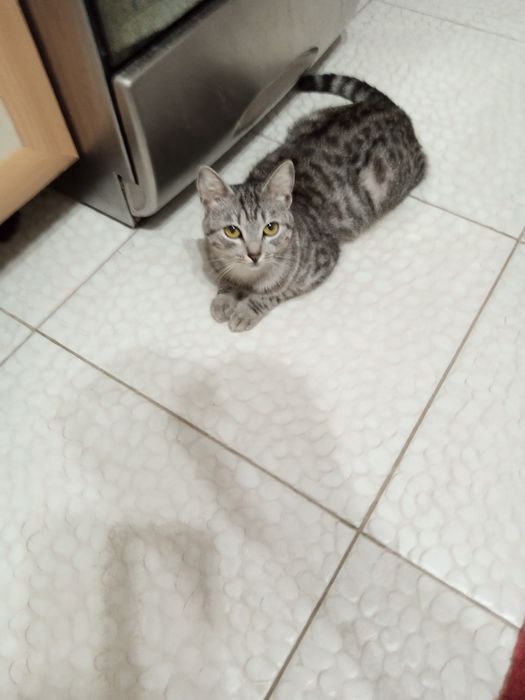 Кошка в добрые руки,бесплатно.