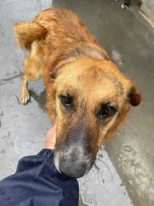 Adopta un caine - un sufletel are nevoie de stapan!